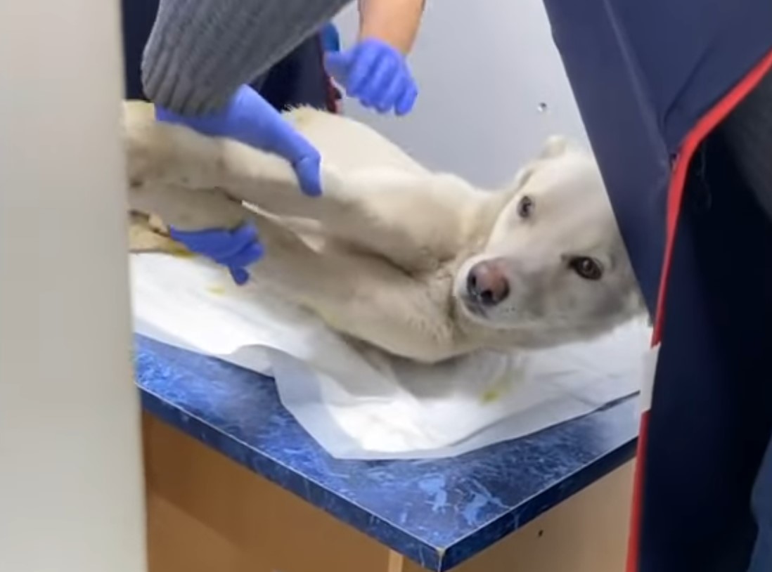 paralyzed dog getting help