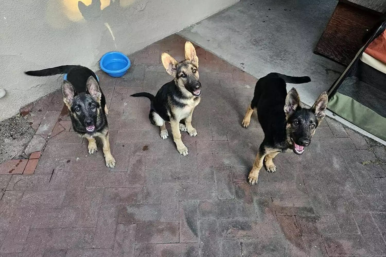 photo of three dogs