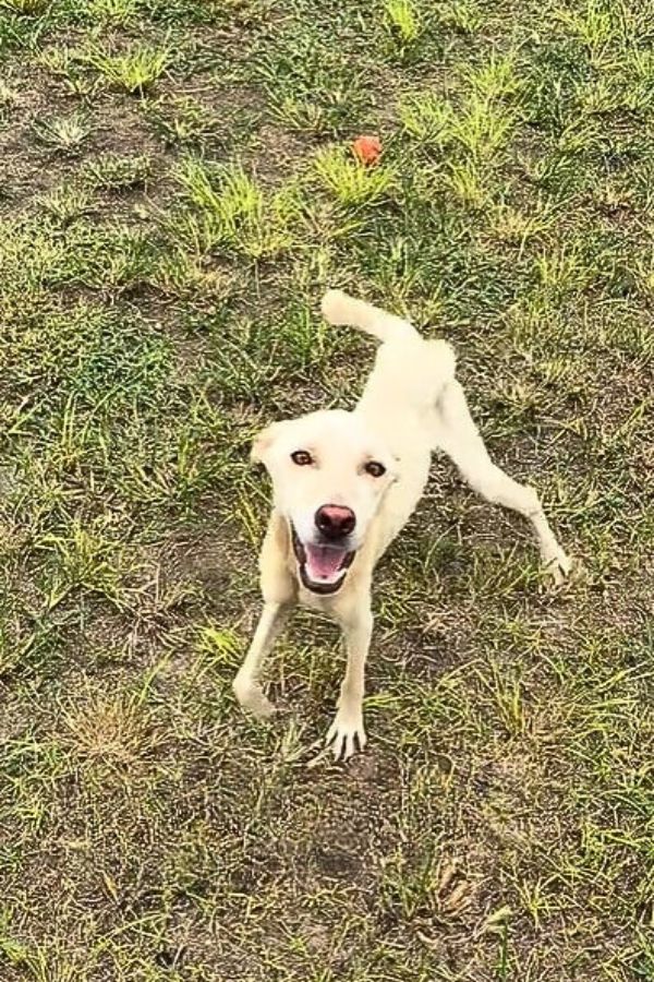 playful starving dog