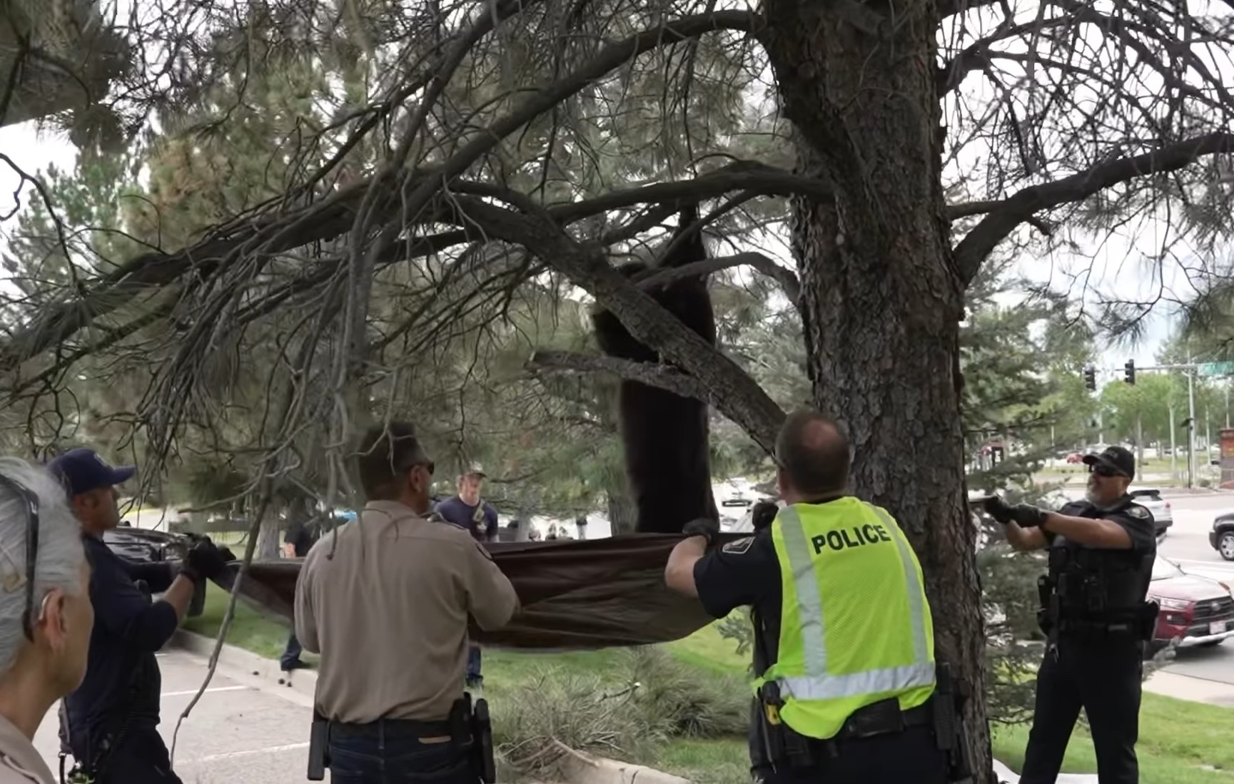 police officers getting bear from tree