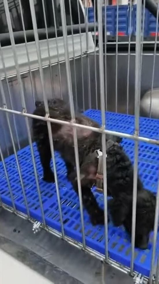 poodle in a crate