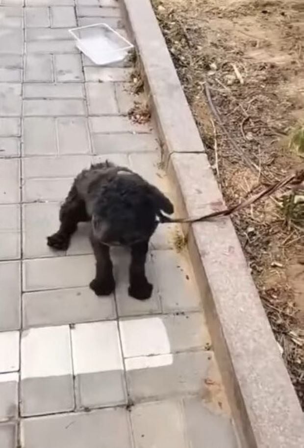 poodle tied to a tree