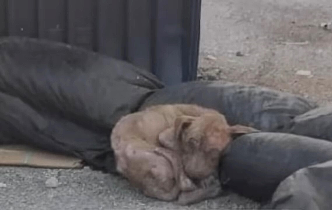 poor dog left lying alone outdoor