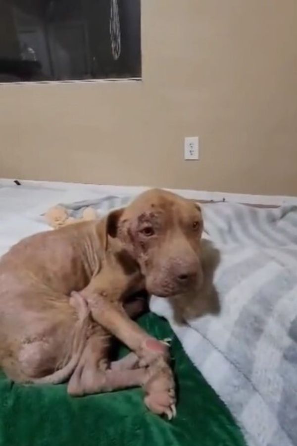 poor injured dog lying on bed