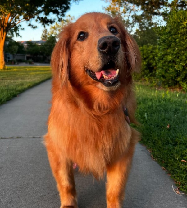 portrait of a beautiful golden retriever