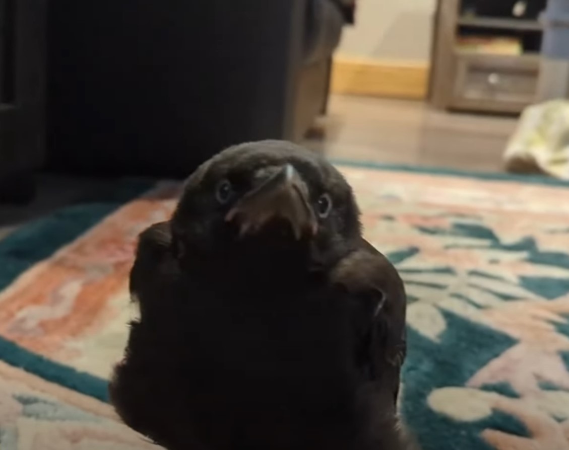 portrait of a black crow