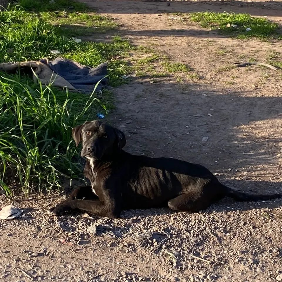 portrait of a dog lying on macadam