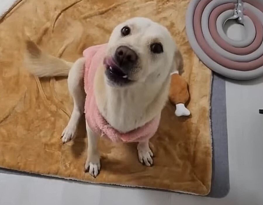 portrait of a dog sitting on a blanket and looking at the camera