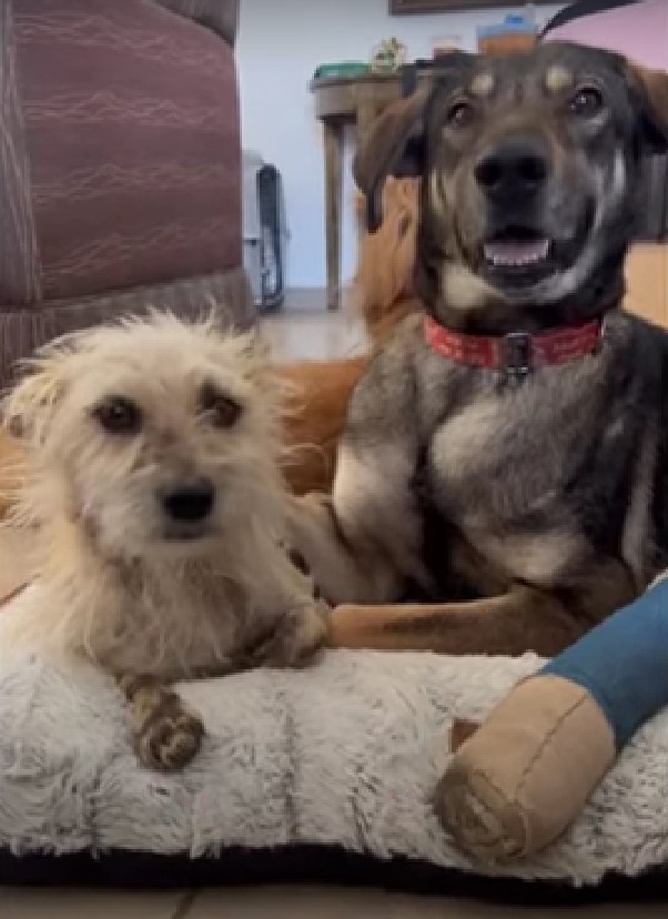 portrait of two dogs looking at the camera