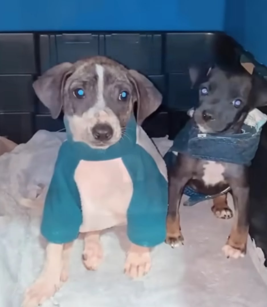 portrait of two trained dogs looking at the camera