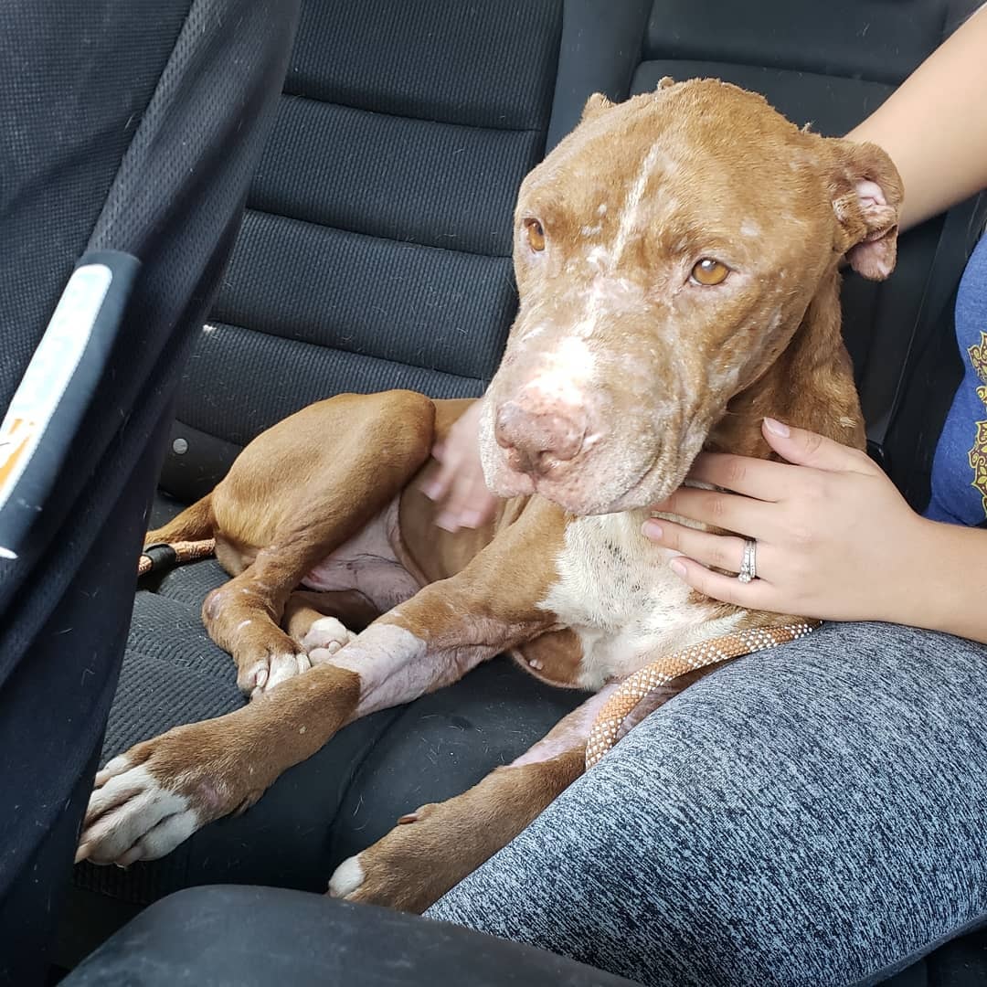 pup in a car