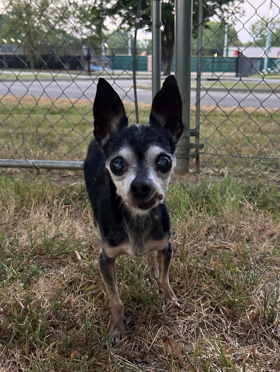 pup in the yard