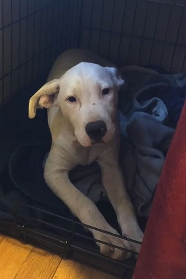 pup lying in a crate