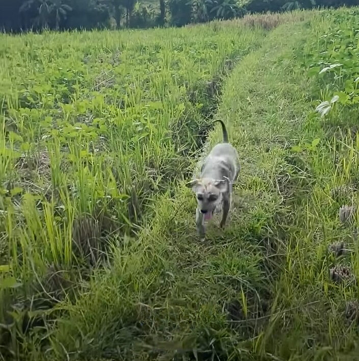 pup walking in grass