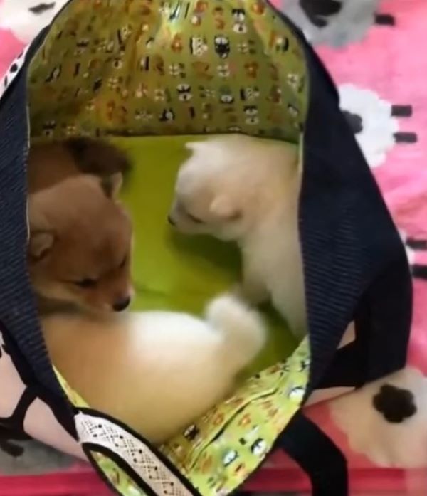 puppies in a bag