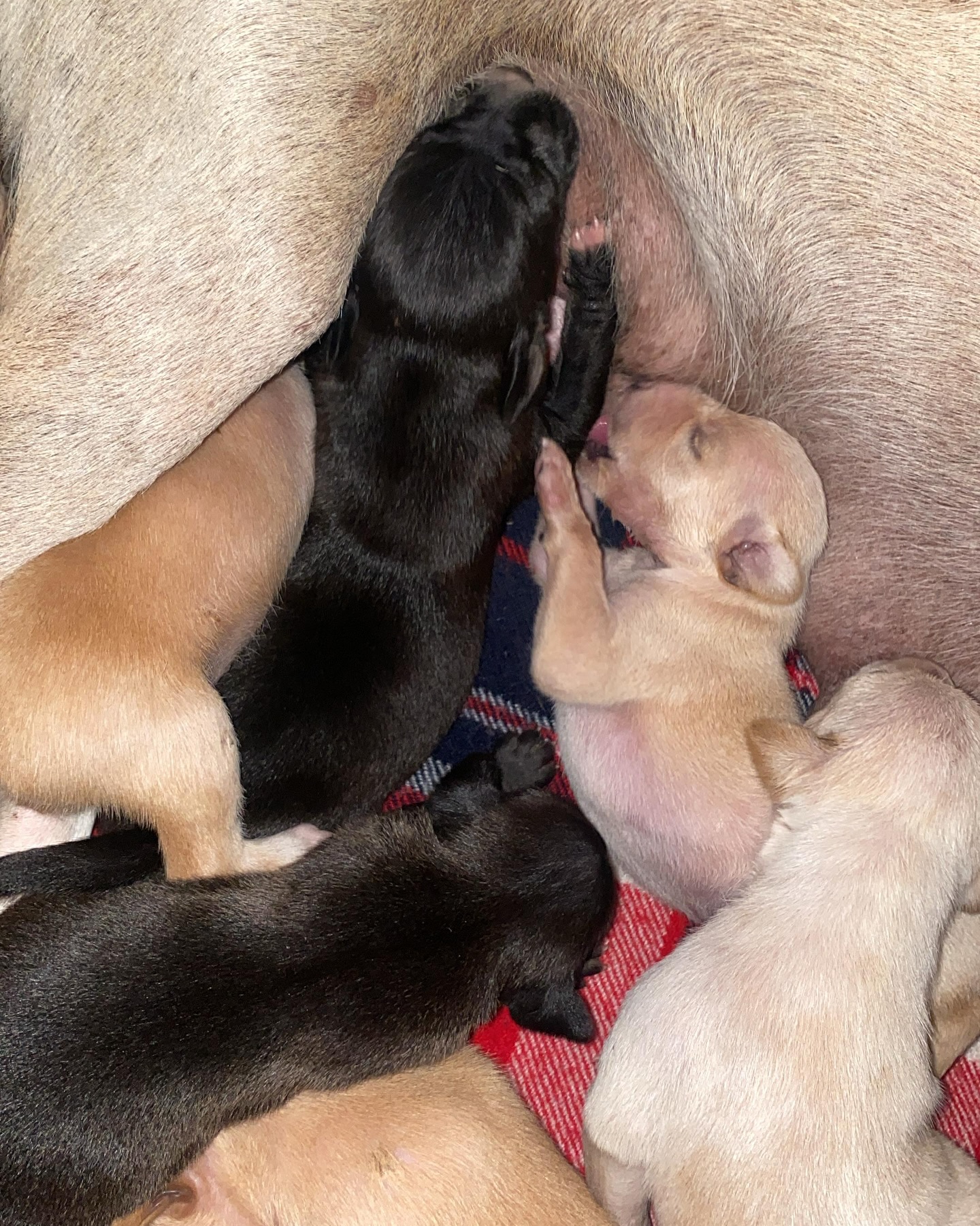 puppies nursing