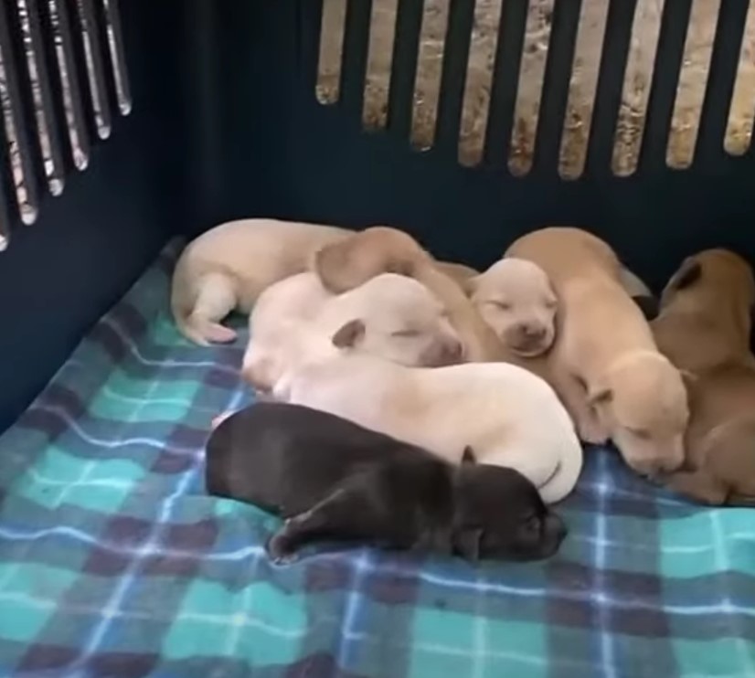 puppies sleeping in a crate