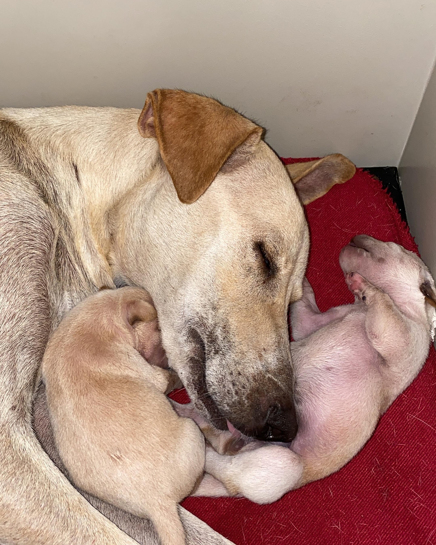 puppies sleeping with mom dog