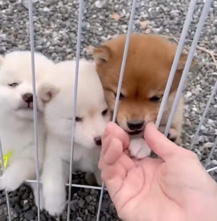 puppies sniffing a hand