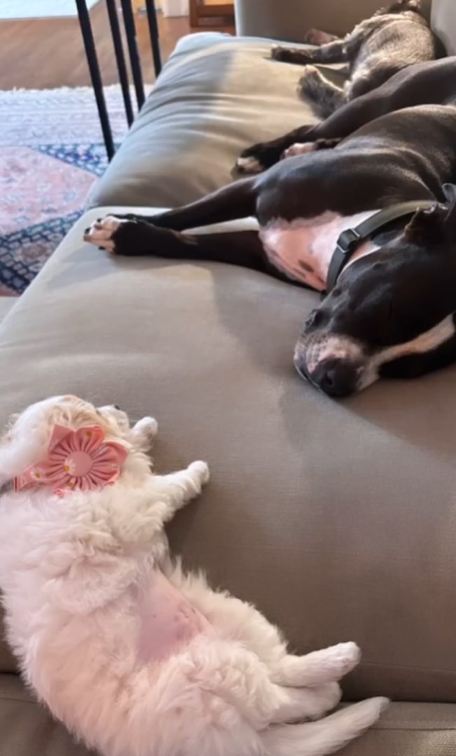 puppy and a dog lying on a couch