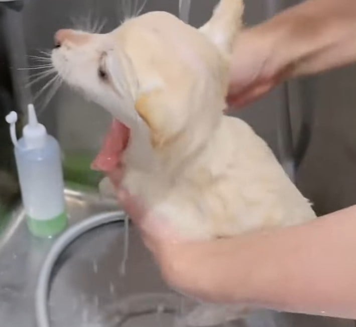 puppy getting a bath