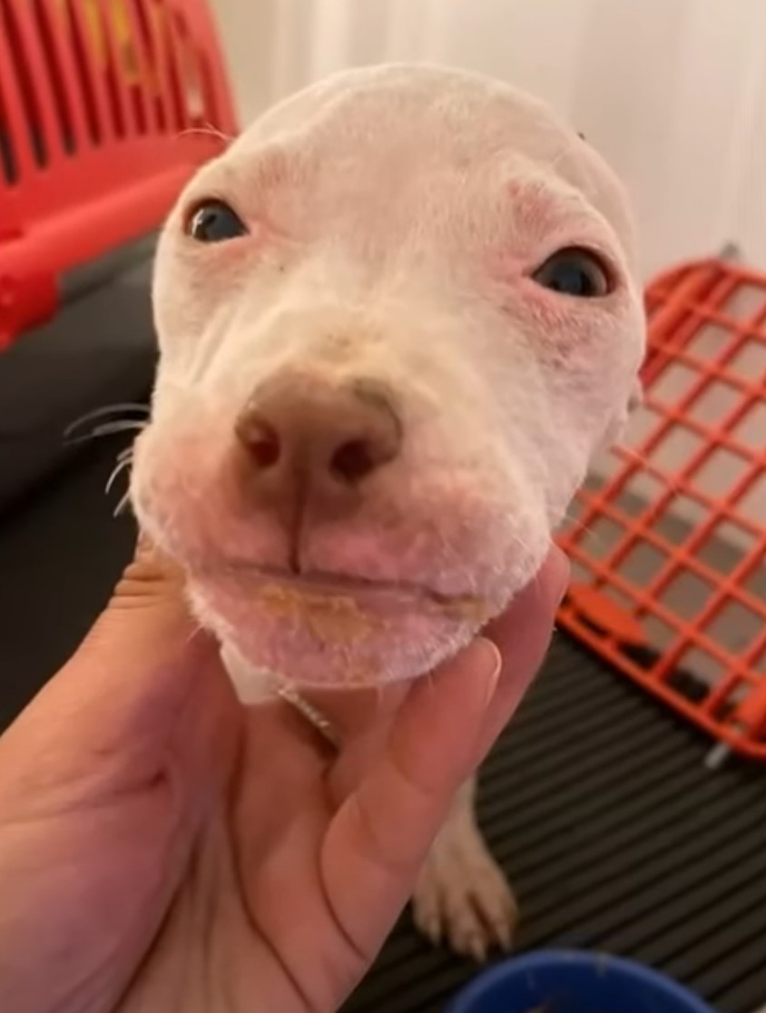 puppy holding head in human hand