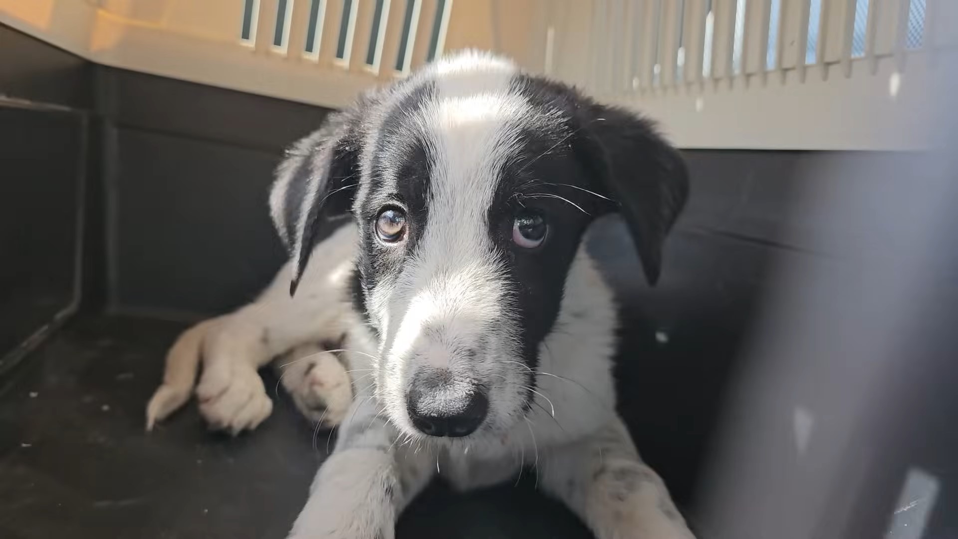 puppy in a box