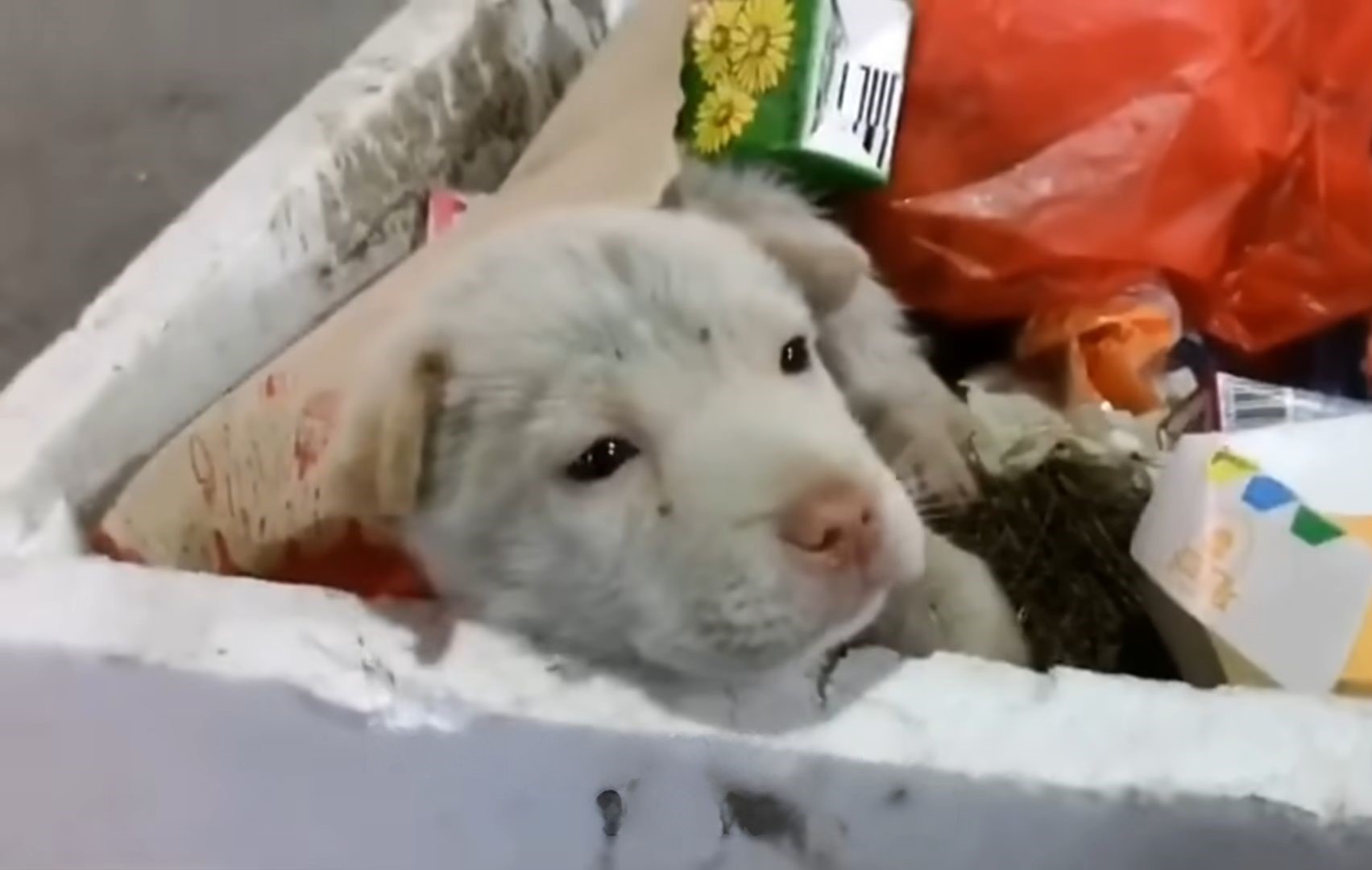 puppy left in trash