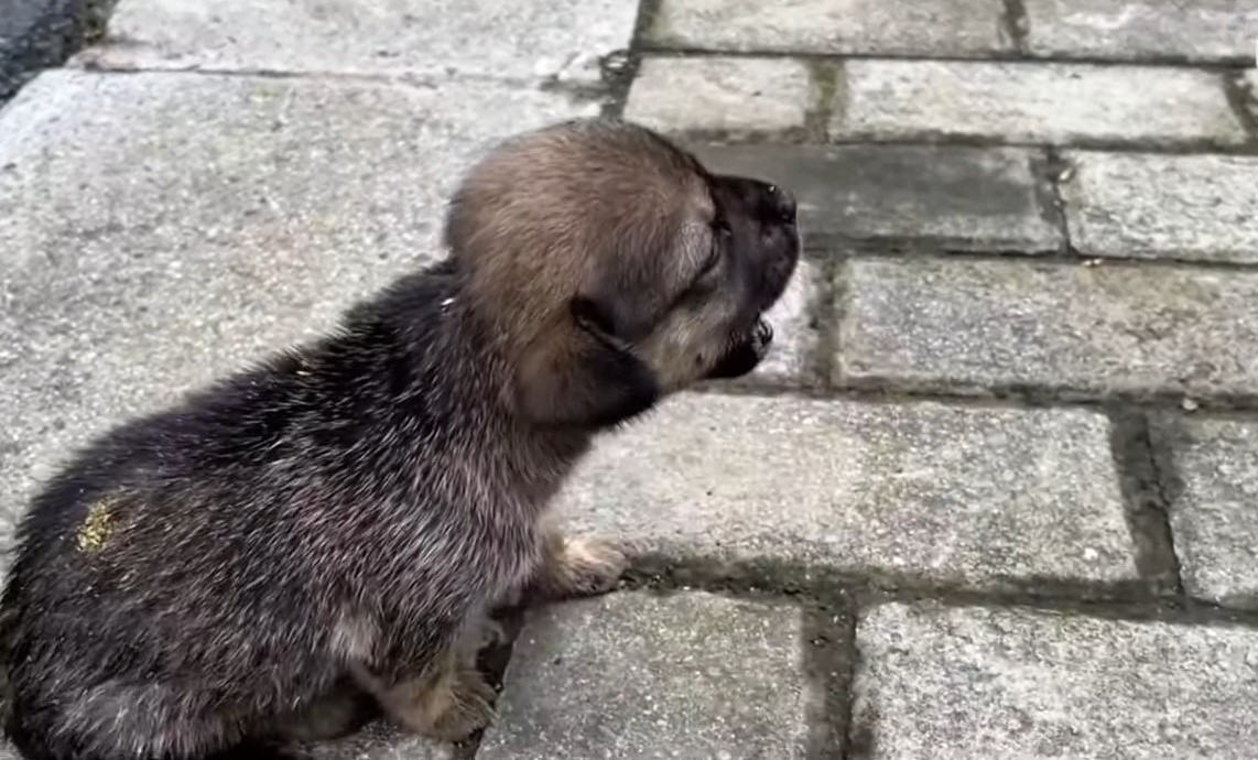 puppy left on road