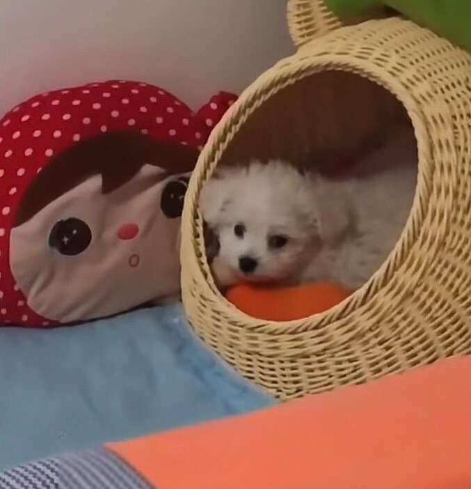 puppy lying in a wooden basket