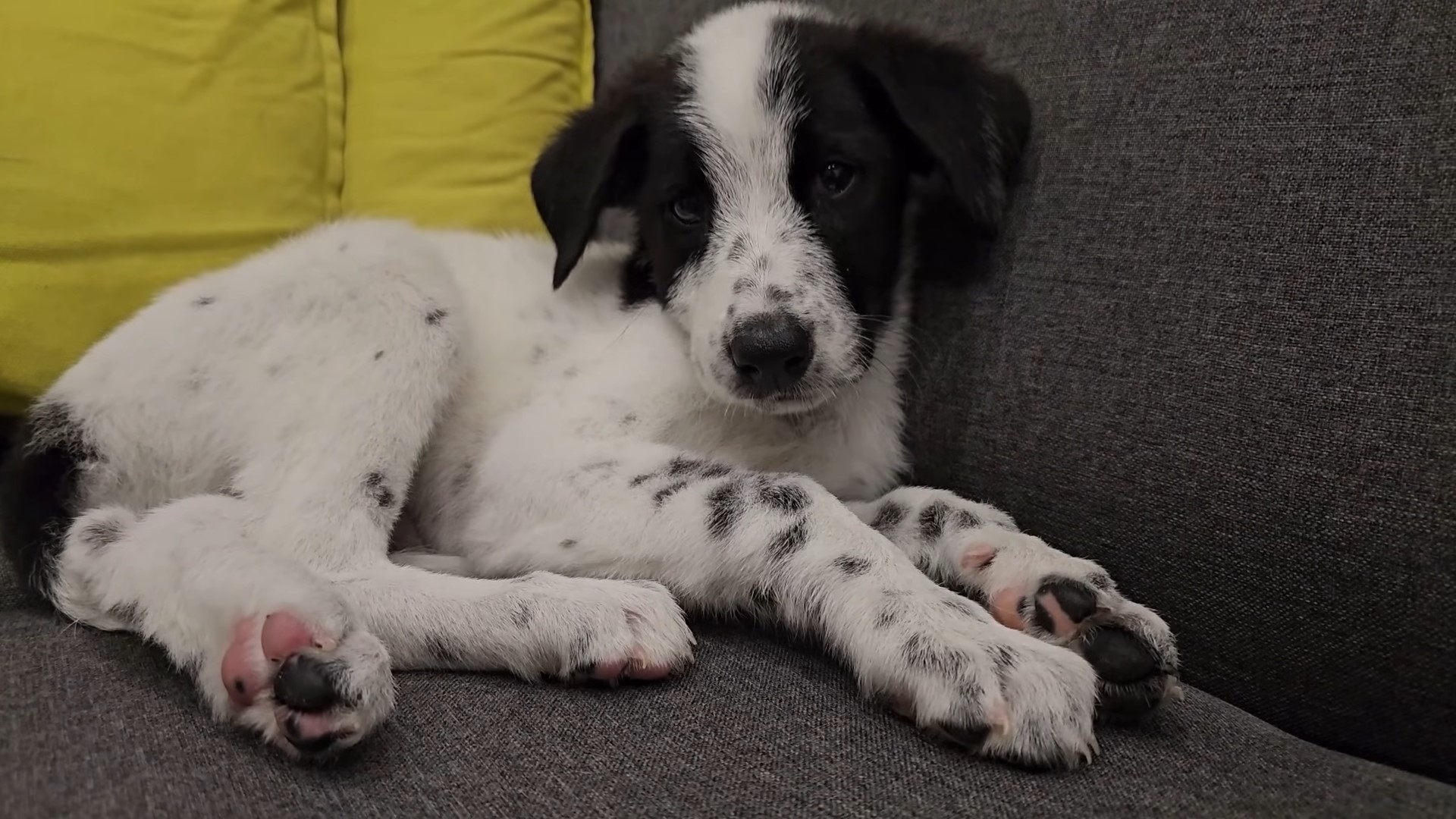 puppy lying on the couch