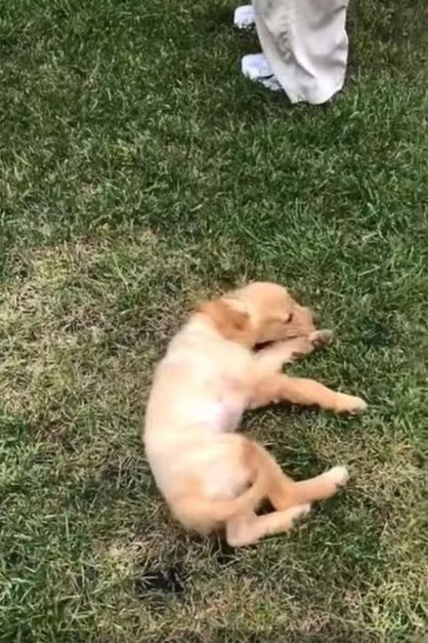 puppy lying on the grass