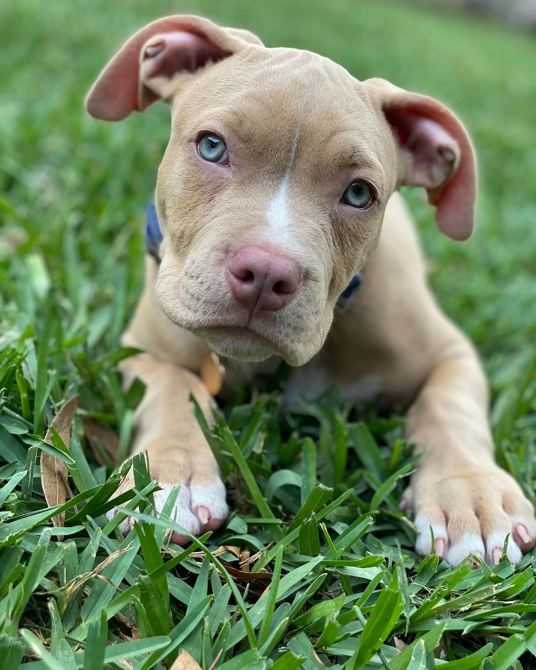 puppy lying on the grass