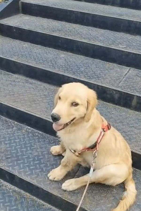 puppy sitting on outdoor stairs