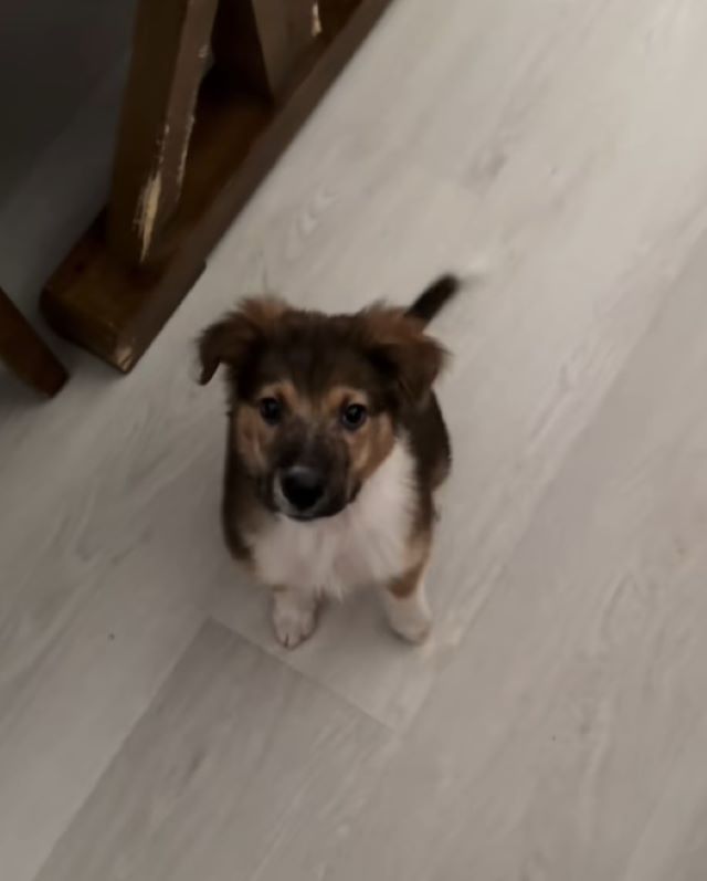 puppy sitting on the floor