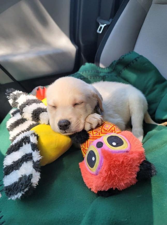 puppy sleeping with toys