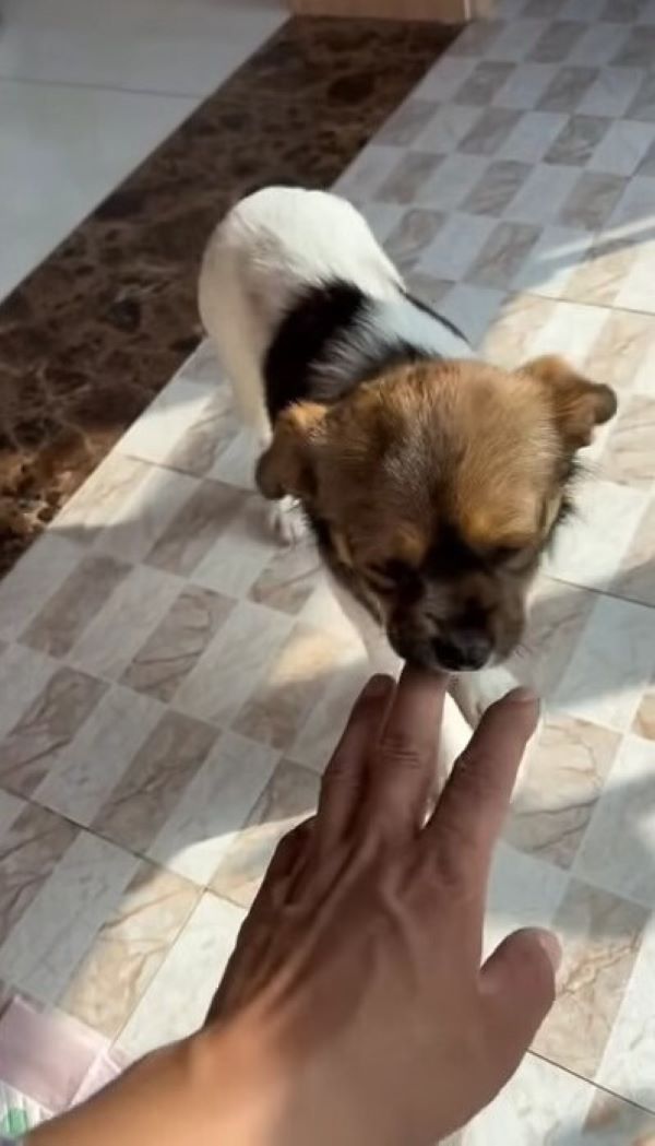 puppy sniffing fingers