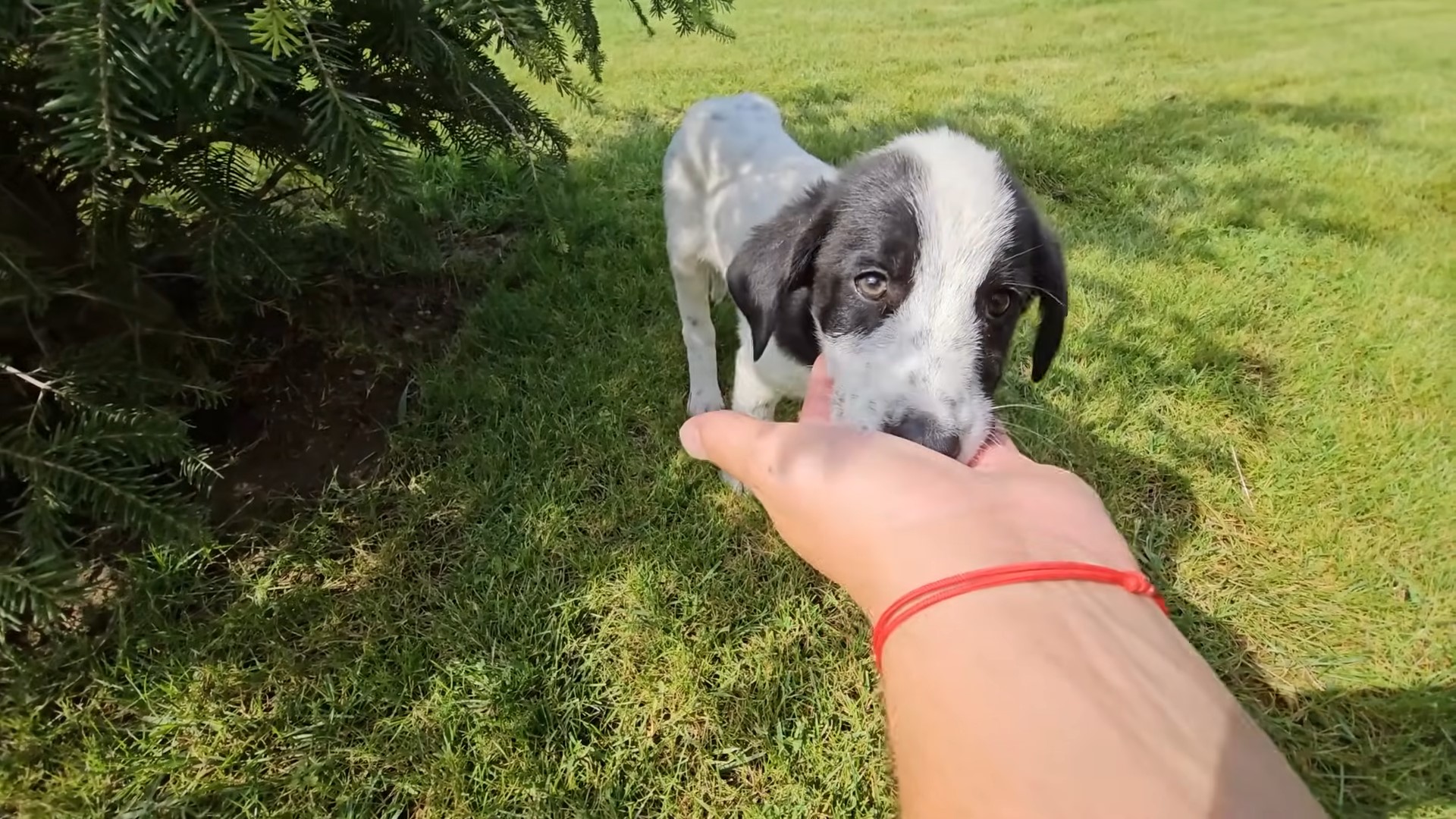 puppy standing on the grass with head in human hands