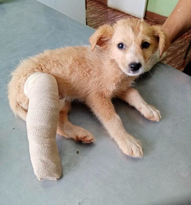 puppy with injured leg