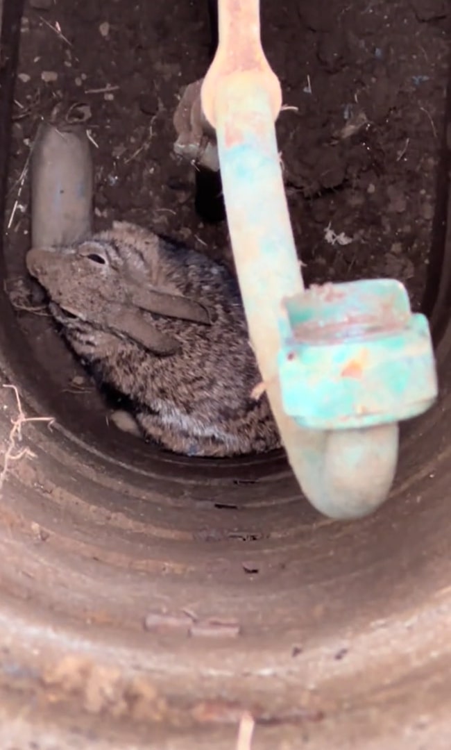 rabbit on the bottom of the well