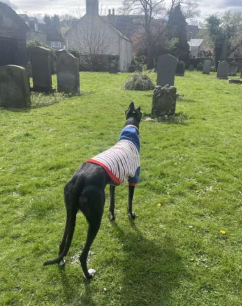 racer dog wearing a shirt