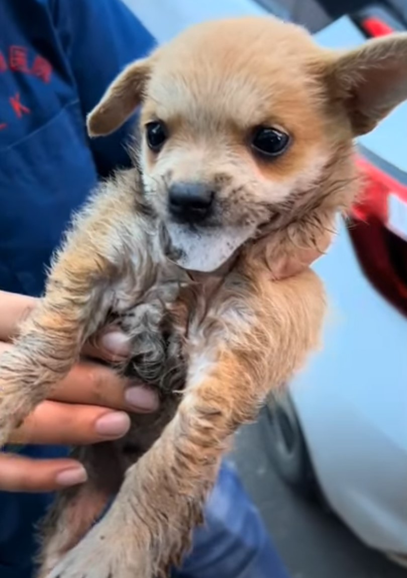 rescued dog in mans hands