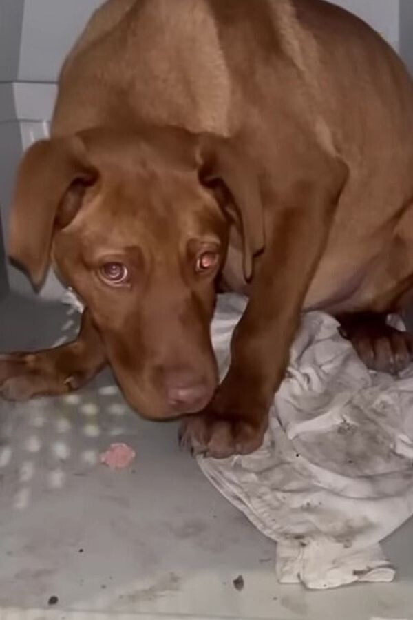 sad brown dog