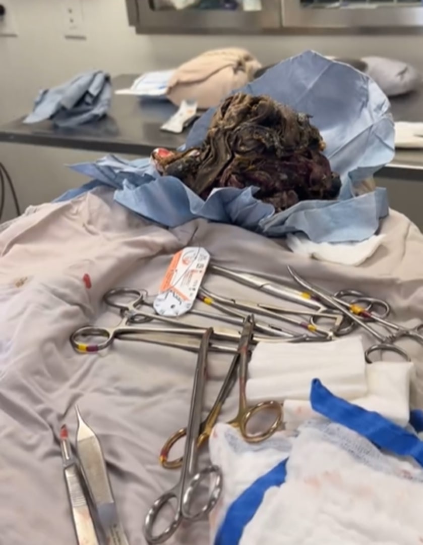 scissors and other equipment on the veterinarian's table