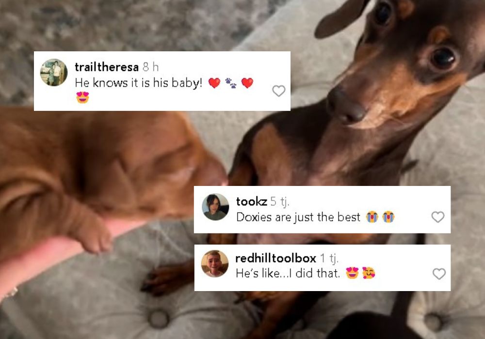 screenshot of the dachshund comment