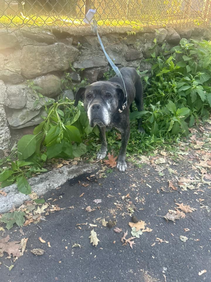 senior dog chained to a fence