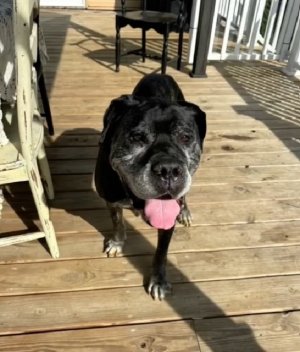 senior dog on a deck