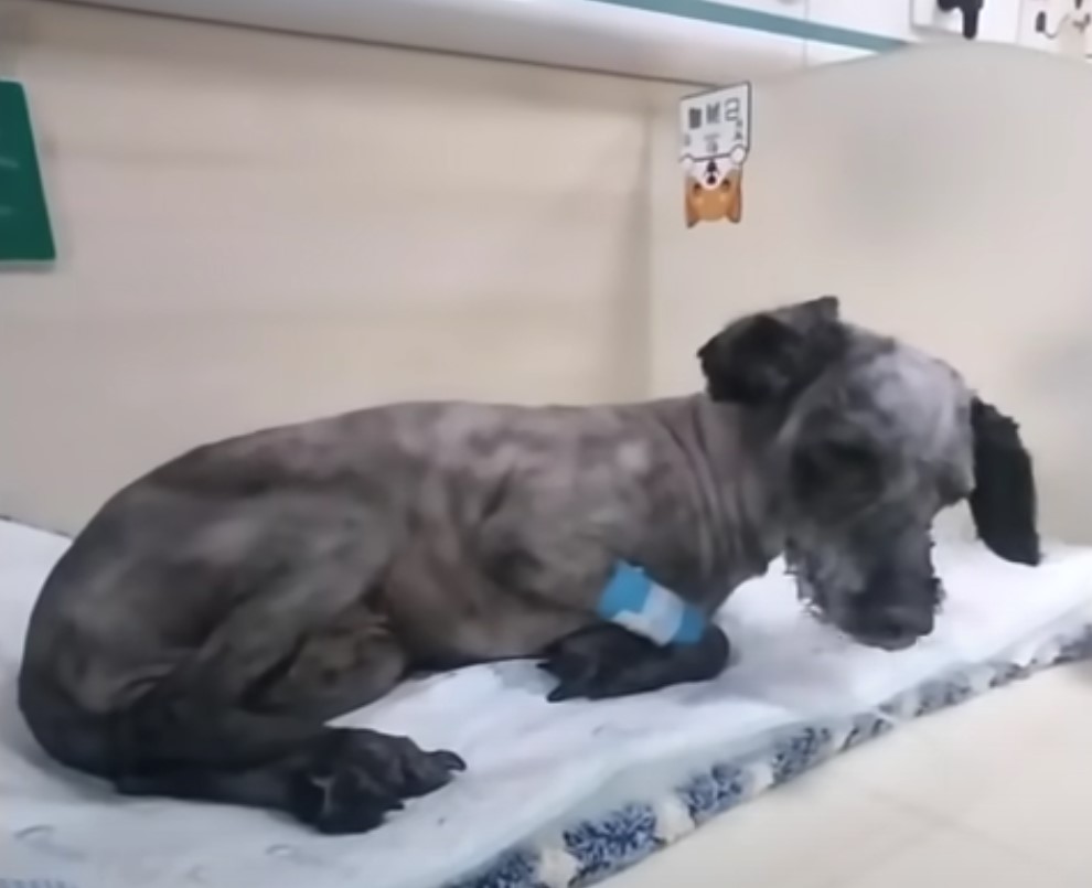 shaved and injured dog lying on table