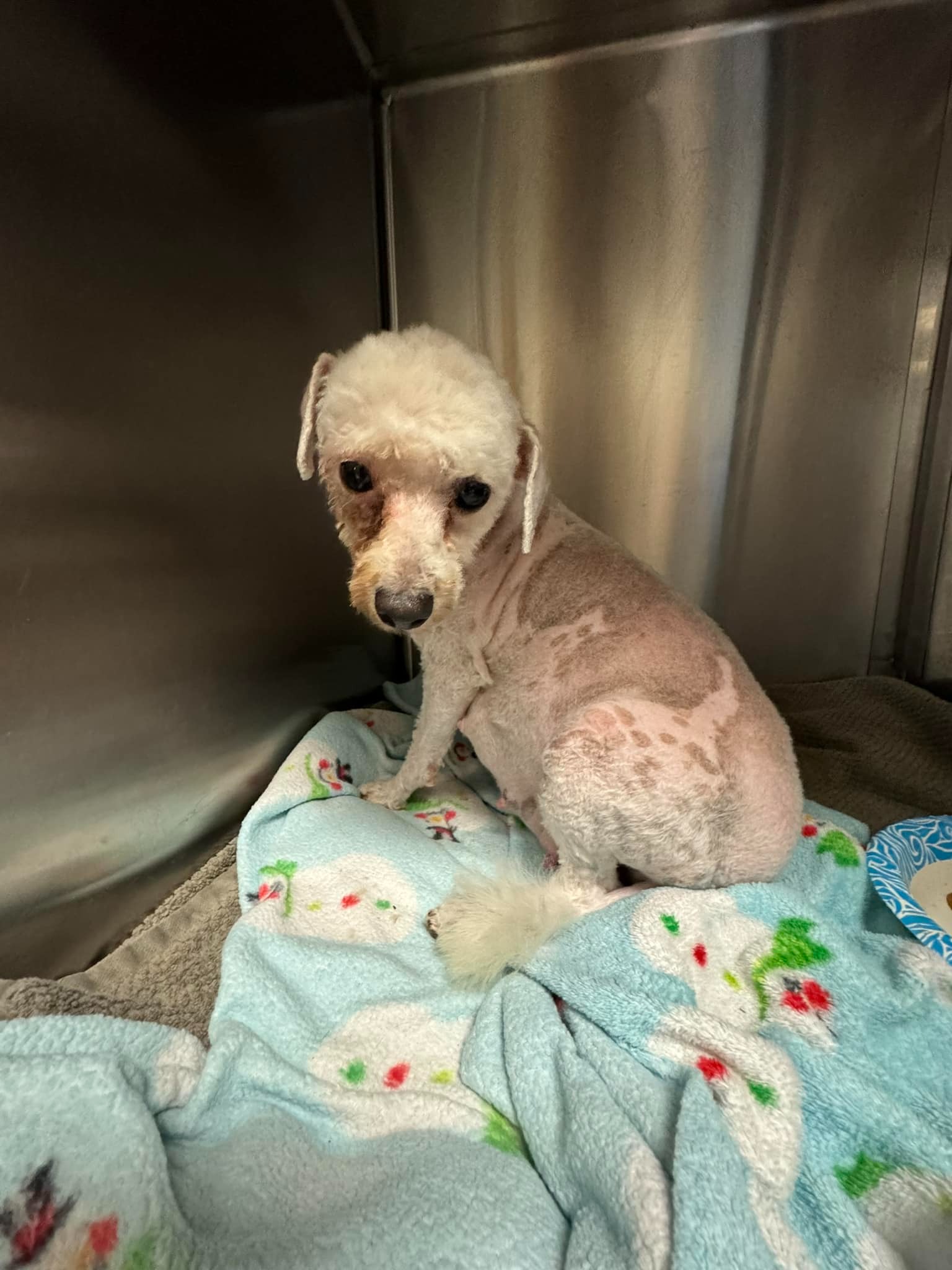 shaved dog sitting on blanket