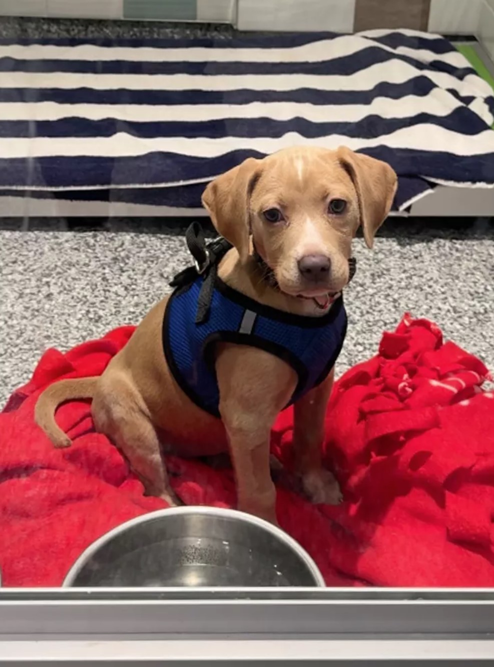 shelter dog sitting on red blanket